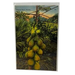Vintage Linen Postcard Papaya Tree in Florida Tichnor Bros Inc